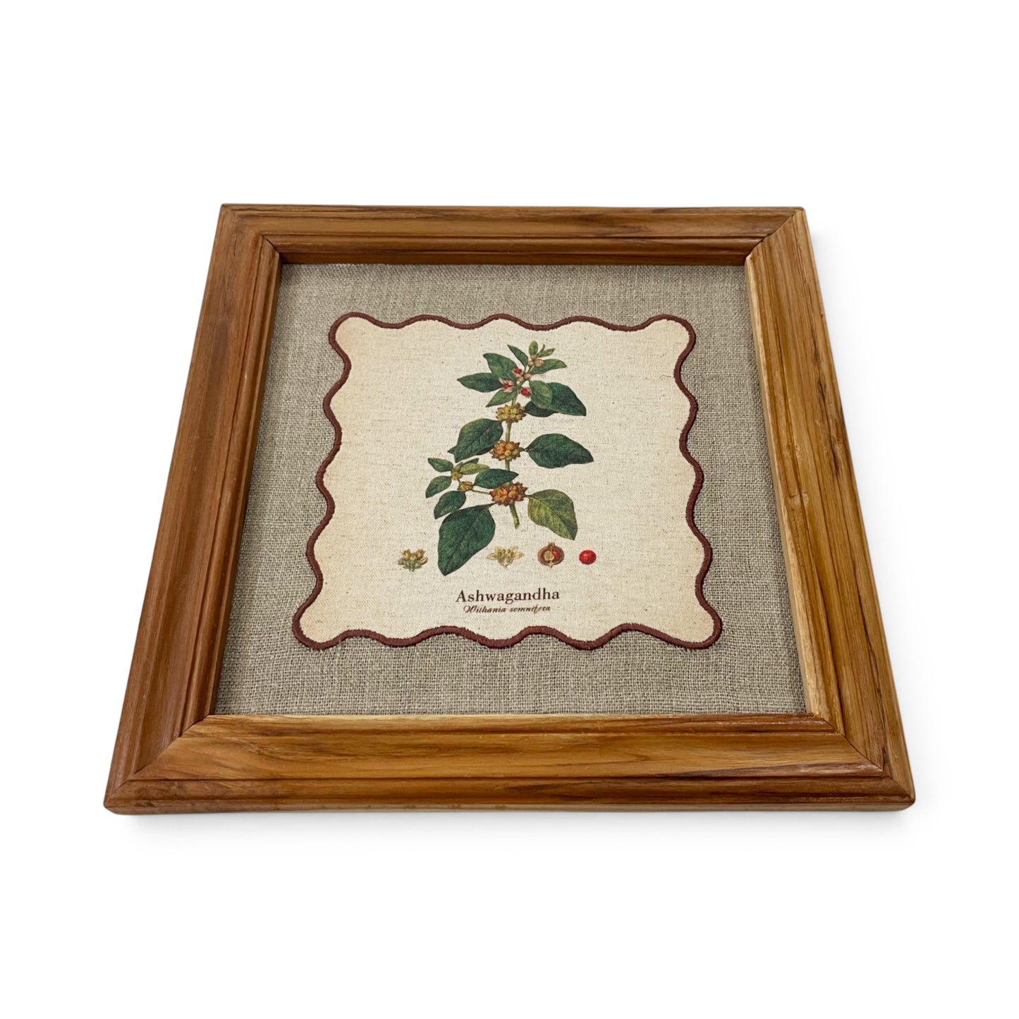 BOTANICAL HERB wall art, Ashwagandha motif with wooden frame, 12X12 inches
