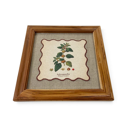BOTANICAL HERB wall art, Ashwagandha motif with wooden frame, 12X12 inches
