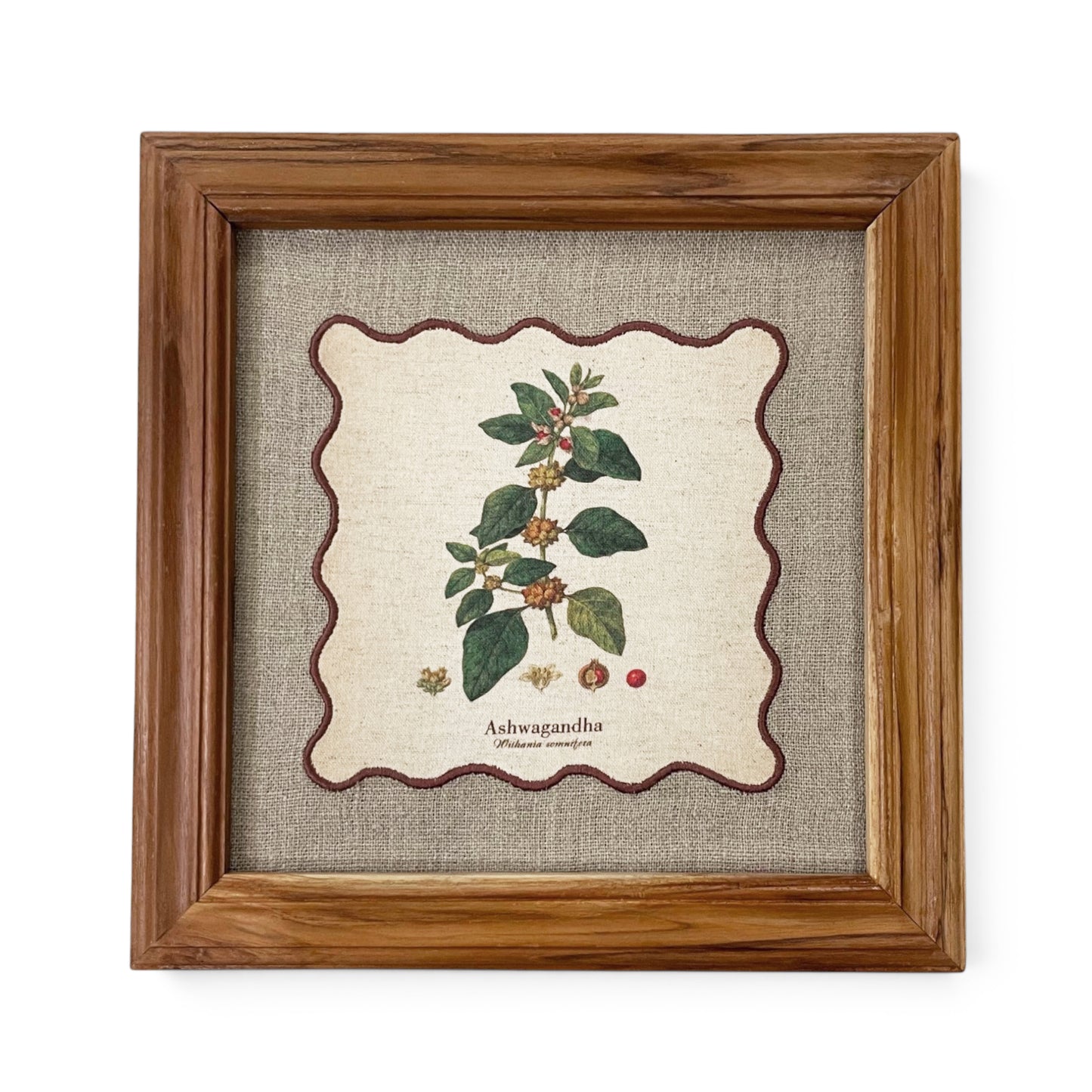 BOTANICAL HERB wall art, Ashwagandha motif with wooden frame, 12X12 inches
