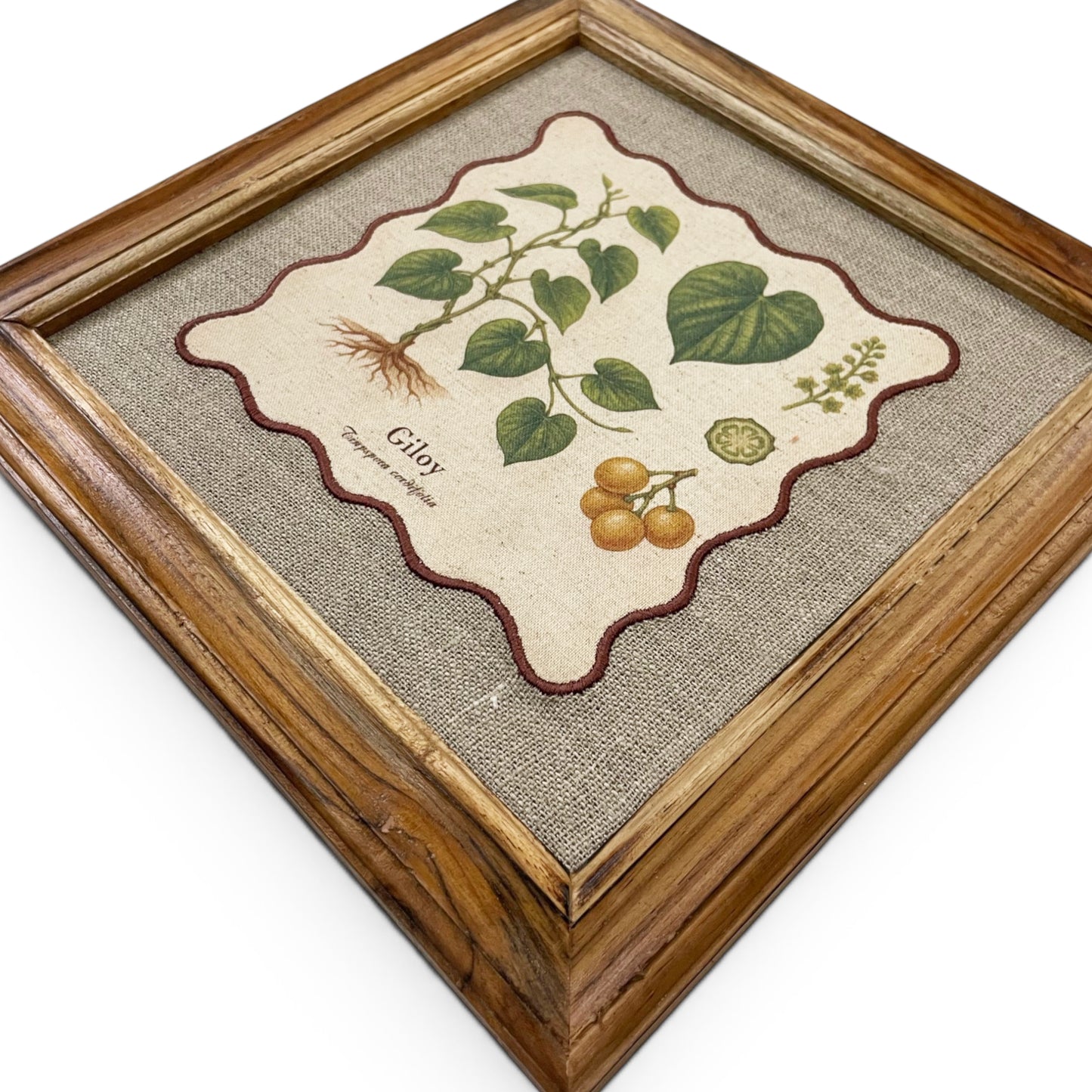 BOTANICAL HERB wall art, Giloy motif with wooden frame, 12X12 inches