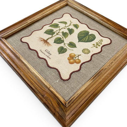 BOTANICAL HERB wall art, Giloy motif with wooden frame, 12X12 inches