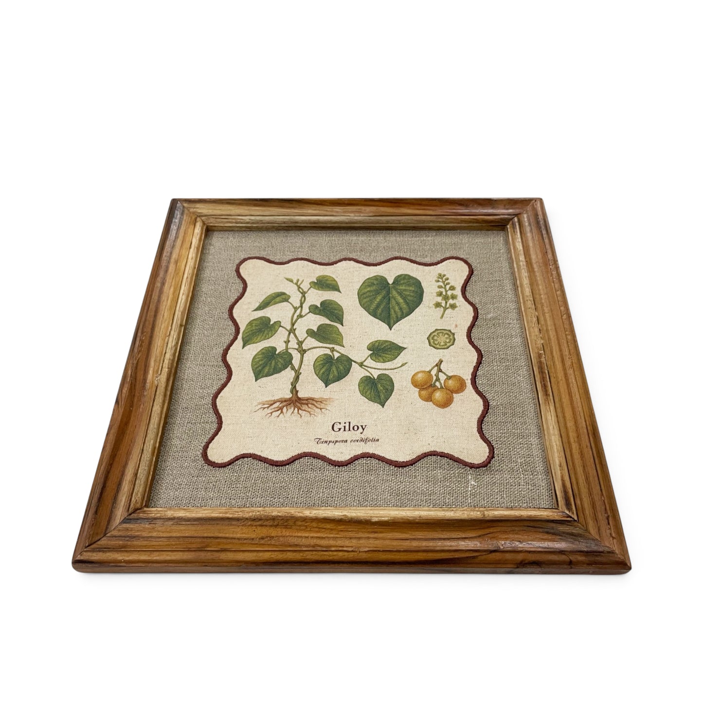 BOTANICAL HERB wall art, Giloy motif with wooden frame, 12X12 inches