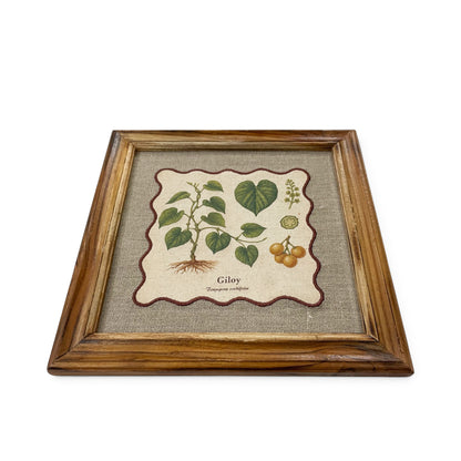 BOTANICAL HERB wall art, Giloy motif with wooden frame, 12X12 inches