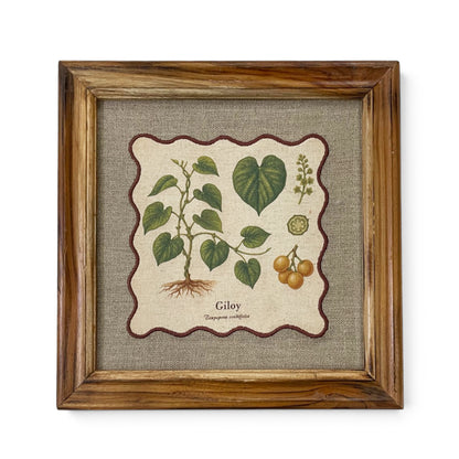 BOTANICAL HERB wall art, Giloy motif with wooden frame, 12X12 inches