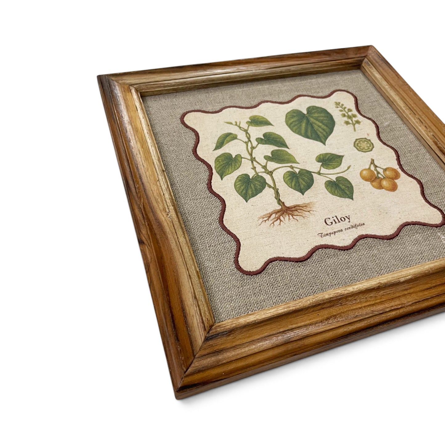 BOTANICAL HERB wall art, Giloy motif with wooden frame, 12X12 inches