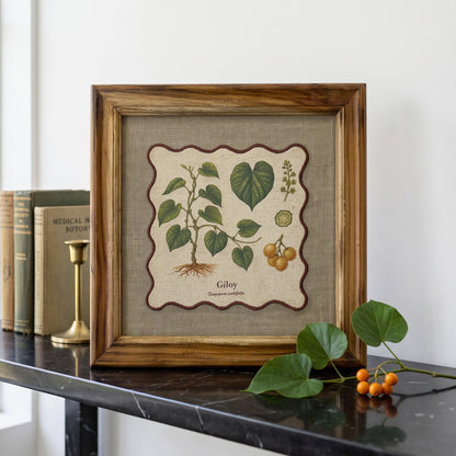 BOTANICAL HERB wall art, Giloy motif with wooden frame, 12X12 inches