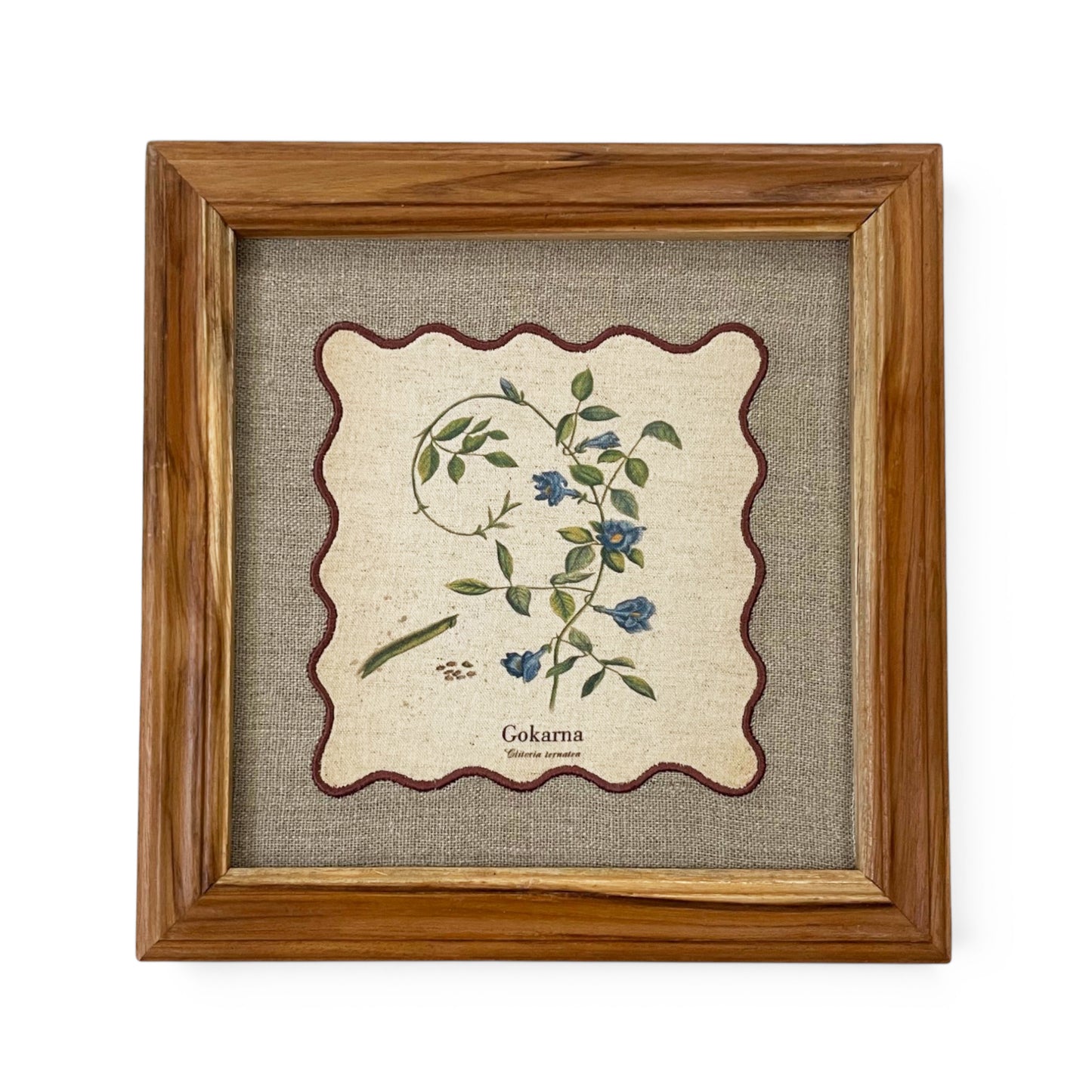 BOTANICAL HERB wall art, Gokarna motif with wooden frame, 12X12 inches