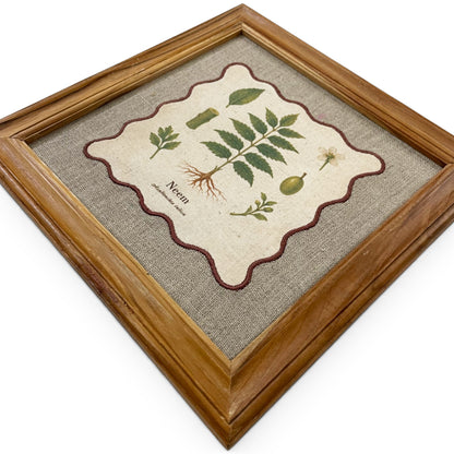 BOTANICAL HERB wall art, Neem motif with wooden frame, 12X12 inches